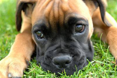 Boxer_