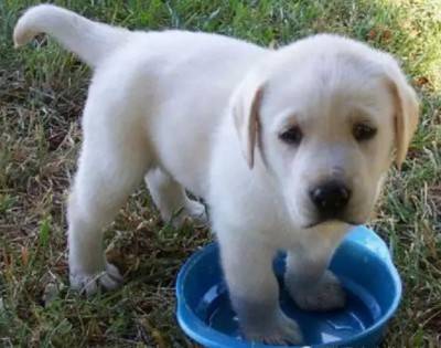 caldo cani