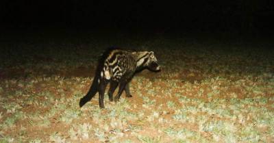 civet-2