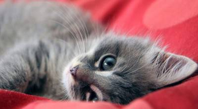 cucciolo_gatto