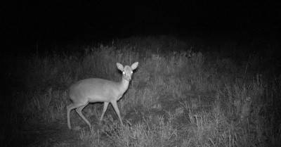 dik-dik-2