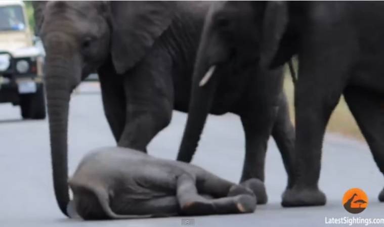elefante