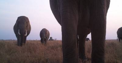 elephant-1