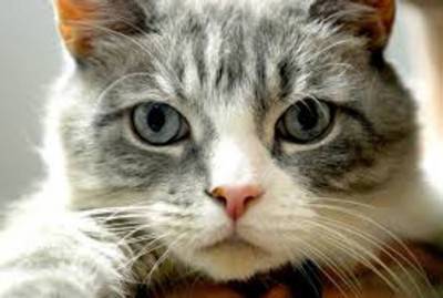 gatti8o