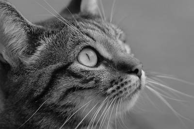 gatto