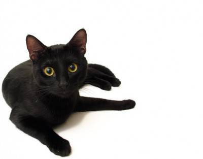 gatto nero4