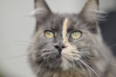 gatto1