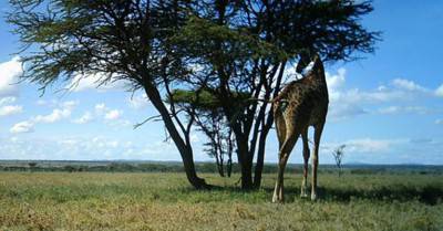 giraffe-3