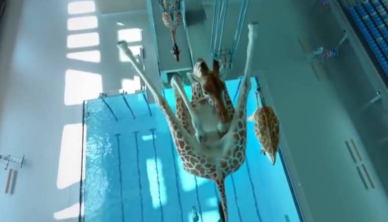 giraffe