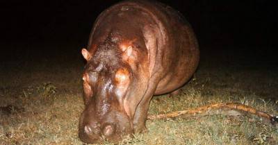 hippopotamus-2