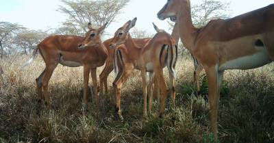 impala-2
