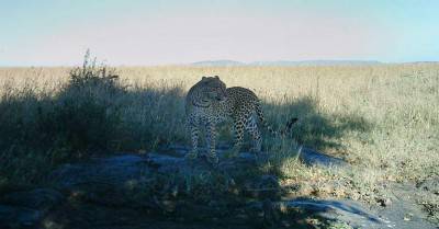 leopard-3