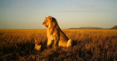 lion-male-3