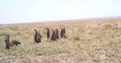 mongoose-2