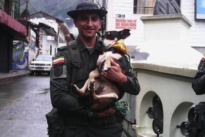 principe-the-dog