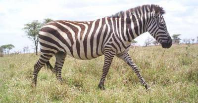 zebra-1