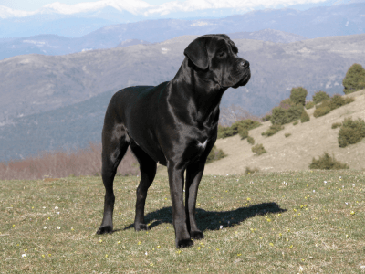 CANE1