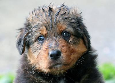CUCCIOLO5