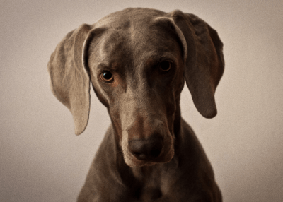 cane