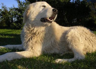 cane anziano