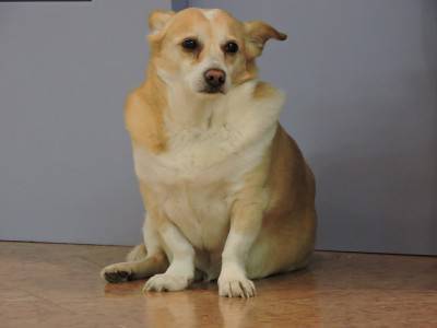 cane seduto