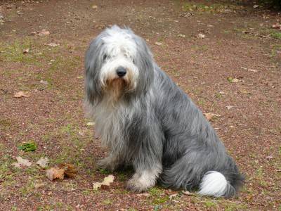 cane4
