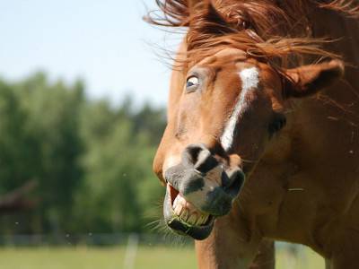 cavallo2