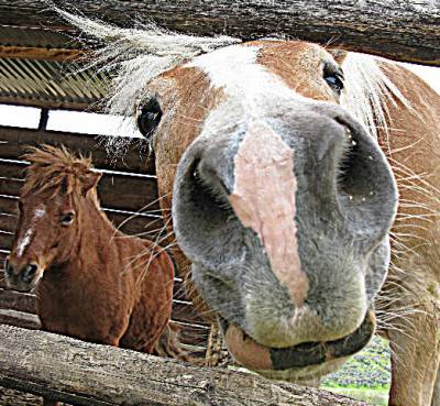 cavalo curioso