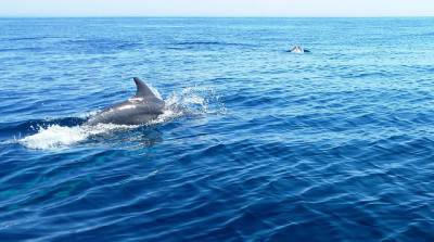 delfino