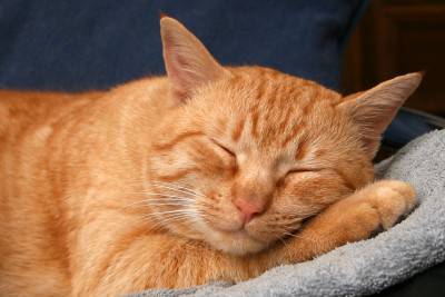 dormire gatto