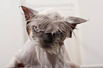 gatto acqua6