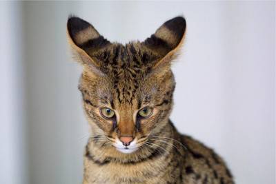 gatto3
