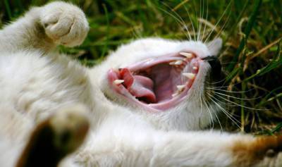 gatto4