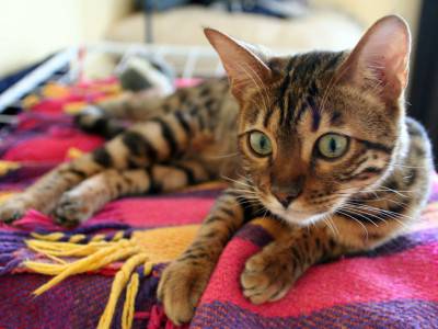 gatto4