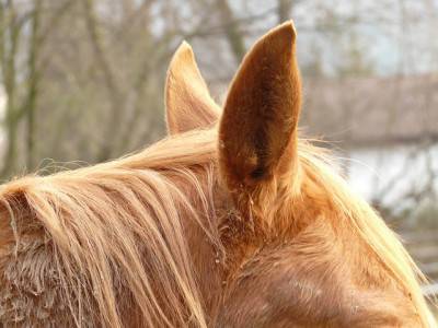 oreccchie cavallo