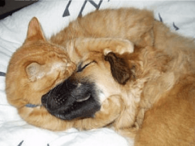 cane gatto9c
