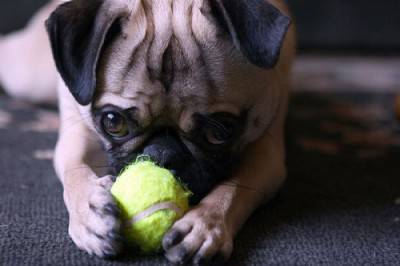 cane gioco1