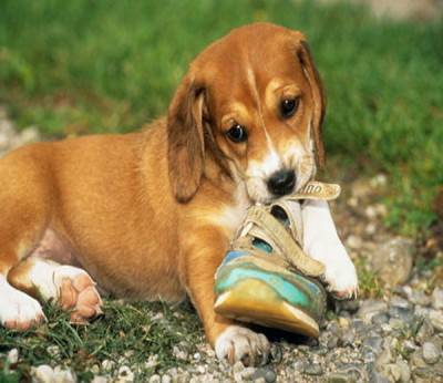 cane gioco2