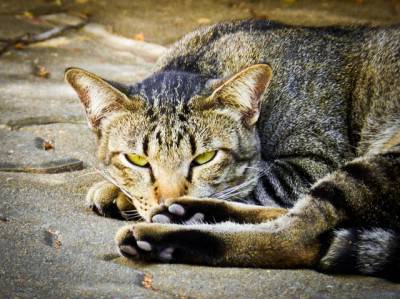 gatto randagio