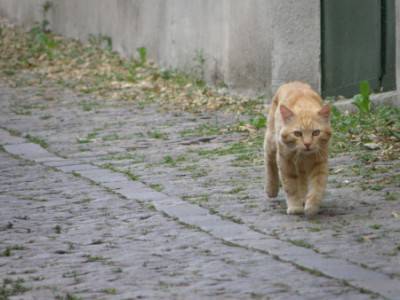 gatto strada