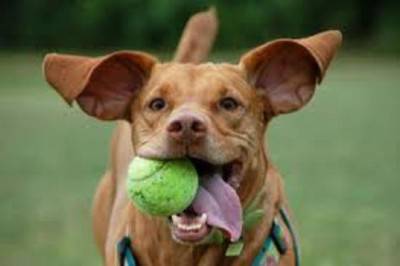 gioco cane