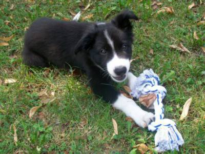 gioco cane4