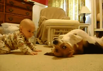 CANE BAMBINO