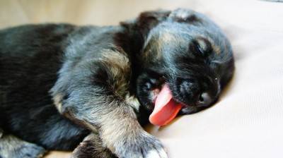 CUCCIOLO1