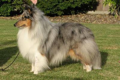 Pastore Shetlands
