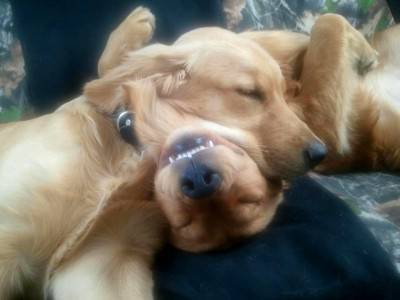 animale sonno9 igmur