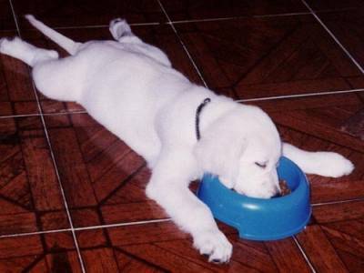 animale sonno9b igmur
