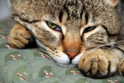gatto 6666