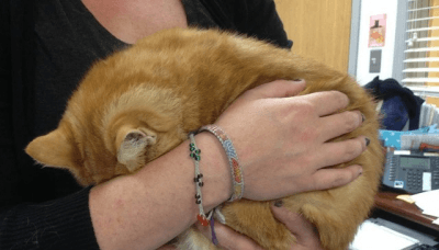 gatto spaventato