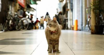 gatto strada